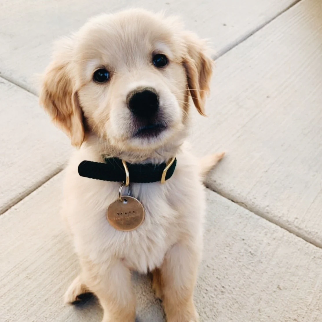 Pet Tag - Image 3