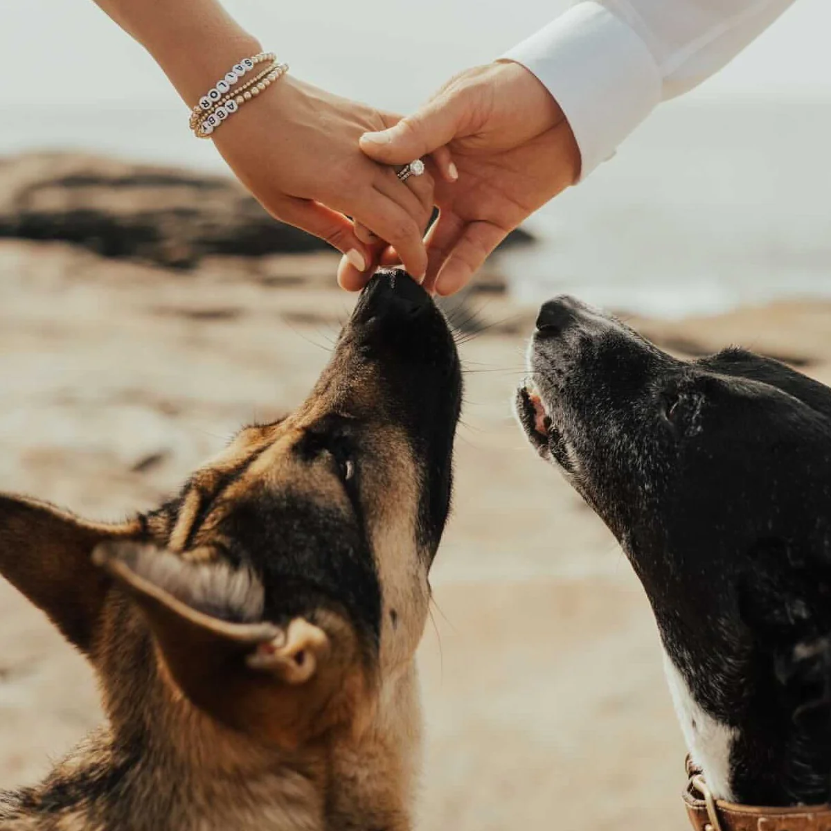 Pet Tag - Image 5