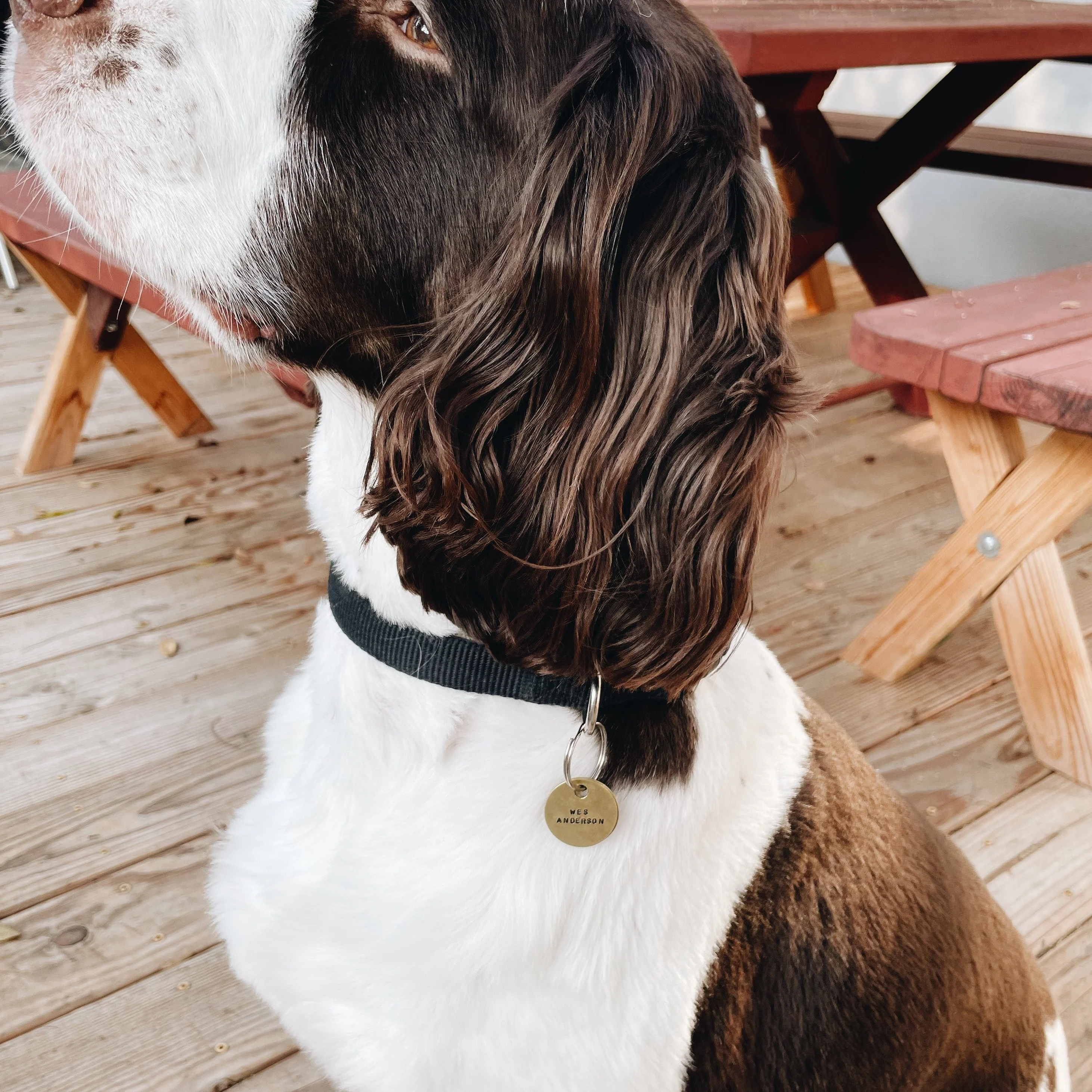Pet Tag - Image 6